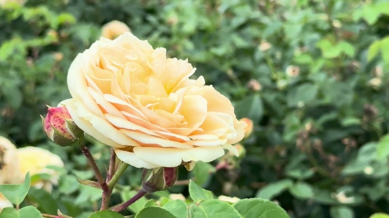 The Kaunas Botanical Garden 4K