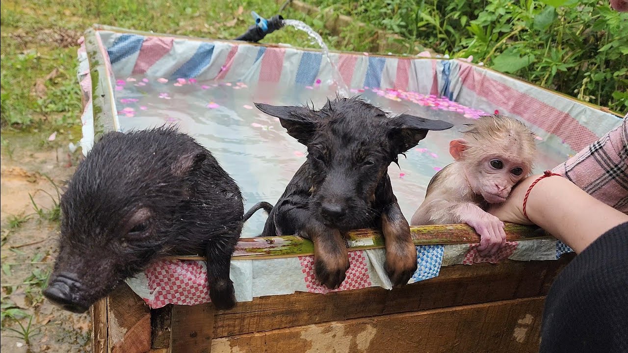 Make a swimming pool for pig monkeys and dogs