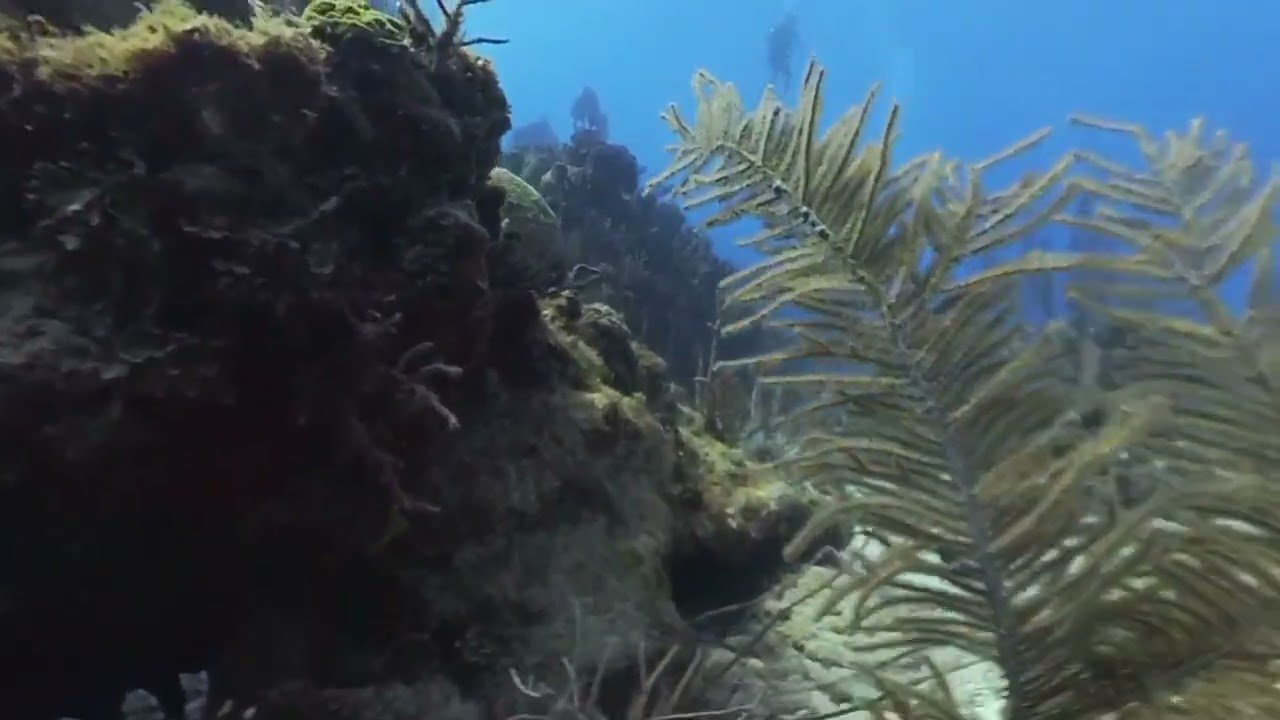 DD6 Grand Cayman Smiths Cove 7