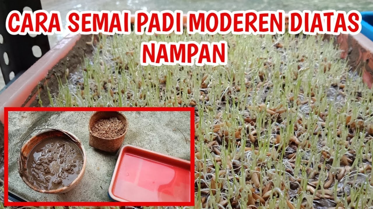 CARA SEMAI PADI MODEREN DIATAS NAMPAN