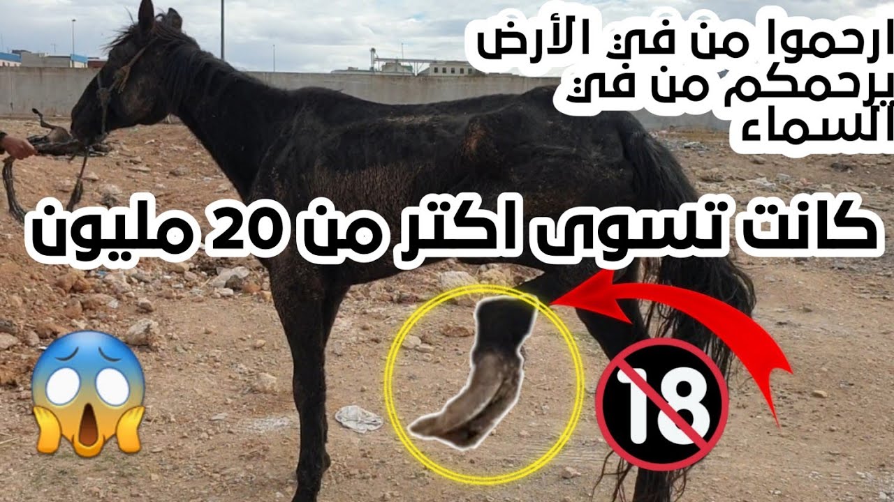 عودة كنت كتسوى اكتر من 20 مليون سمحوا فيها ماليها في سوق ولاحوها بمجرد ما مرضات اجيو تشوفوا كيولات 😰