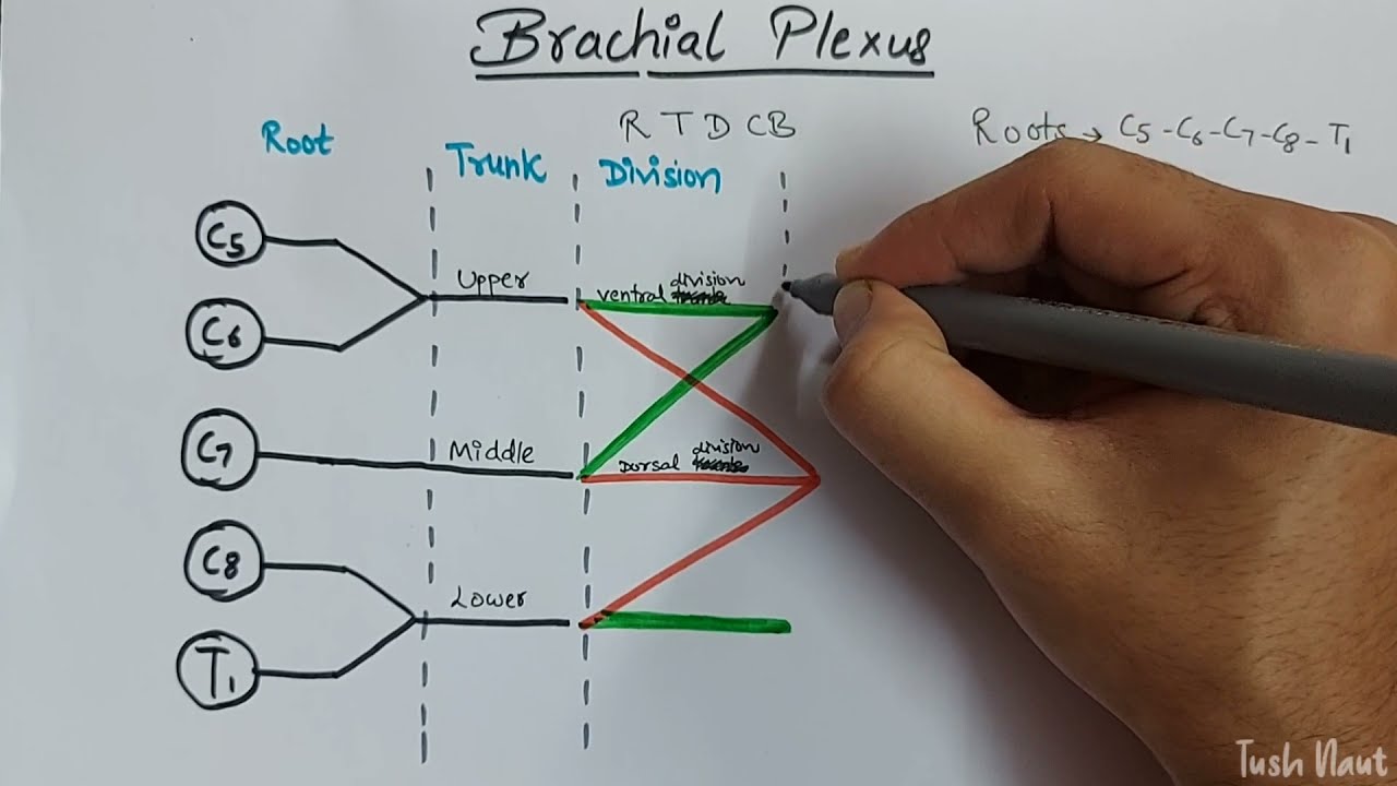 Brachial plexus - Anatomy, Easy mnemonics for Branch names