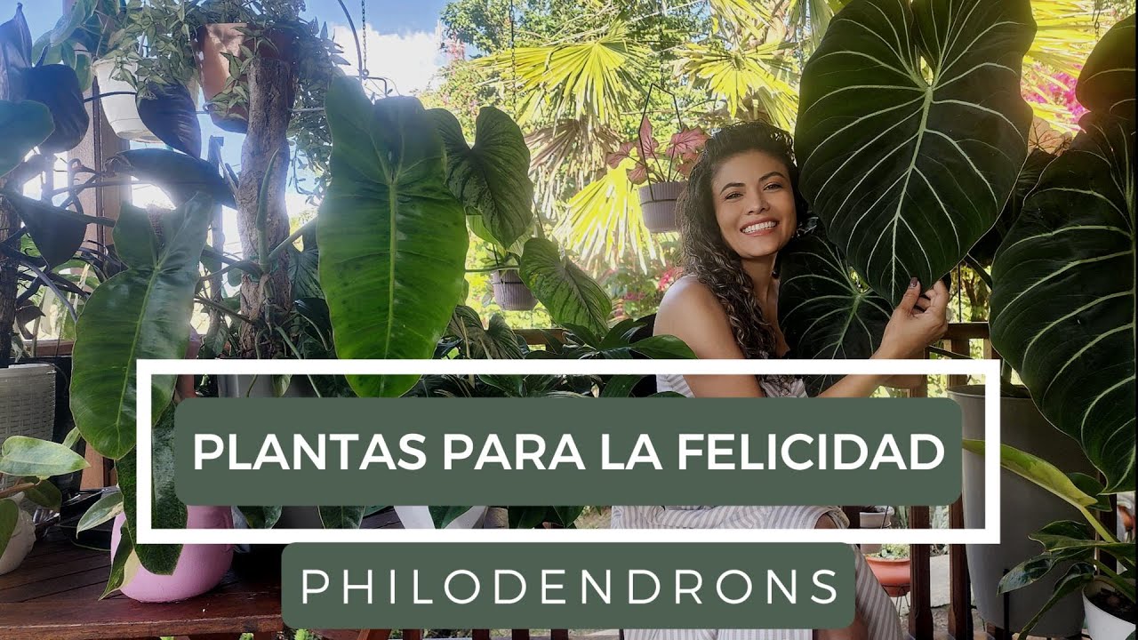 💚❤Ellas mejoran tus ambientes-💦, limpian y llenan de vida todos tus espacios😍. Las amarás 😚👩‍🌾👨‍🌾