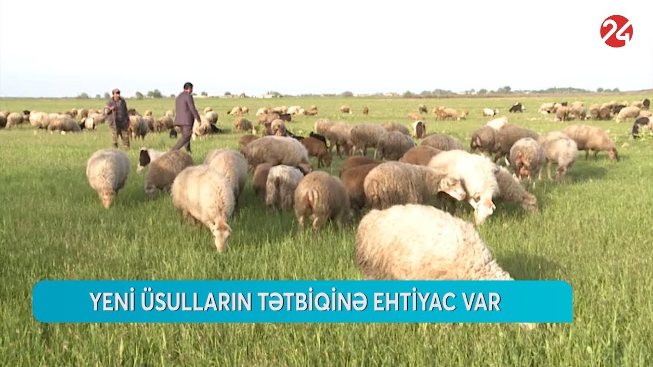 Azərbaycanda yun istehsalı - ARB 24 (Aqro biznes) - 19.04.2019