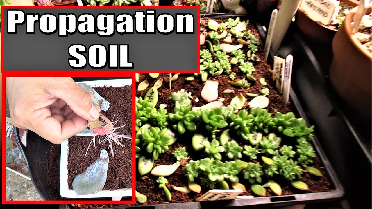 SUCCULENT PROPAGATION SOIL MIX | Growing Succulents with LizK