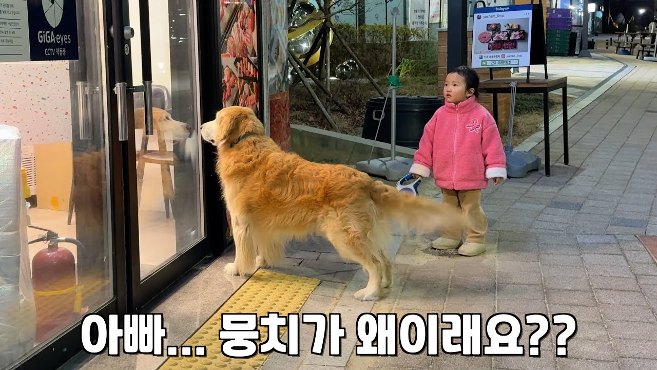 고기주면 아무나 따라가는 리트리버 때문에 꼬마주인이 깜짝 놀란 이유 ㅋㅋㅋ