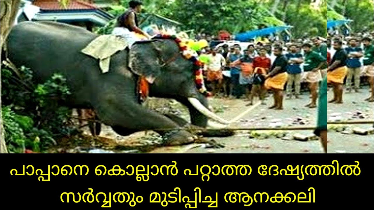 പാപ്പാനെ കൊല്ലാൻ പറ്റാത്ത കലിയിൽ സർവതും മുടിപ്പിച്ച ആന | Ollukkara krishnadas| Aanakathakal | Sree 4