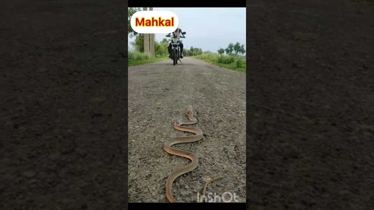 #snake #snackvideo #youtubeshorts #shorts