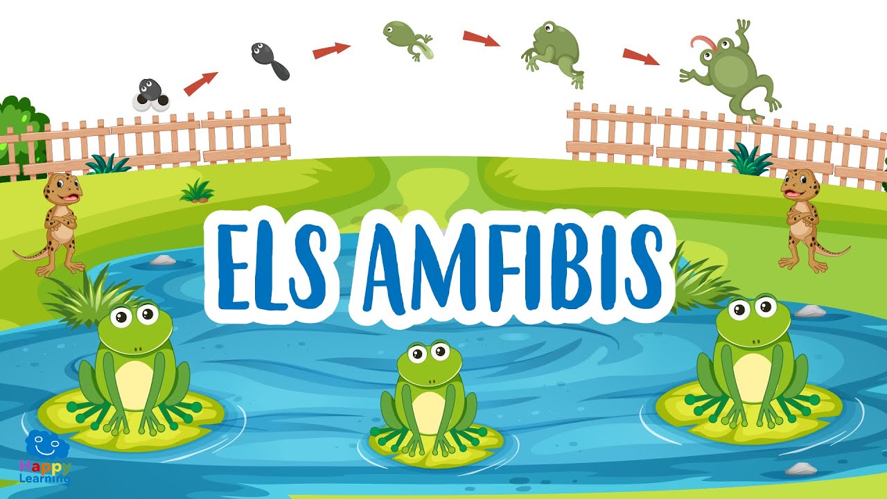 Els amfibis | Vídeos educatius per a nens en llengua catalana