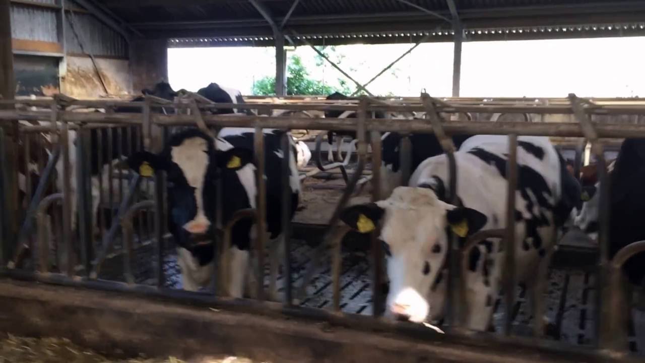 Melkveebedrijf Ketelaars Moergestel