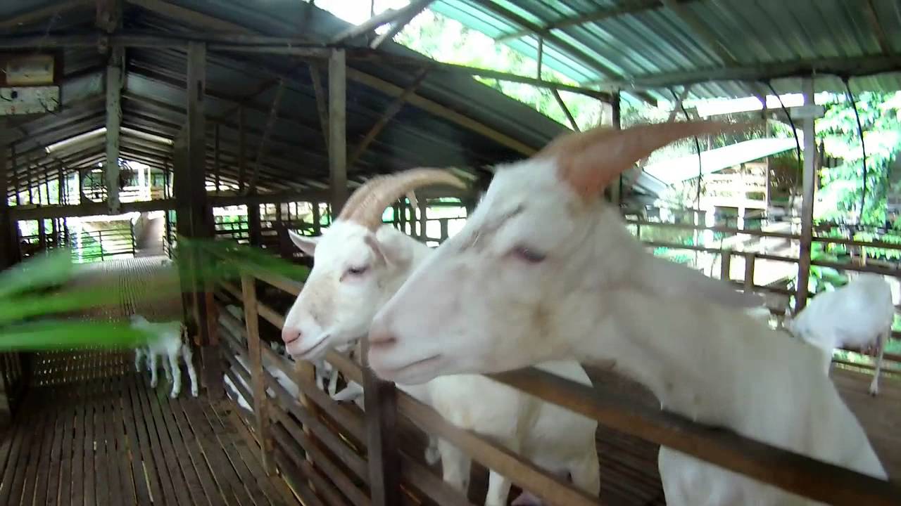 Saanen Dairy Goat Farm, Balik Pulau