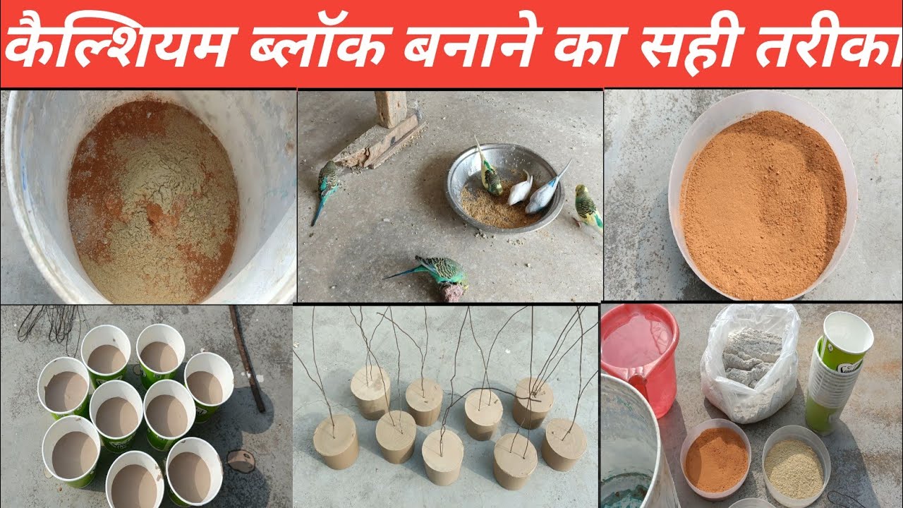 कैल्शियम ब्लॉक बनाने का आसन सही तरीका ll Lucknow Video ll Budgies Parrot ll Like Share Comment