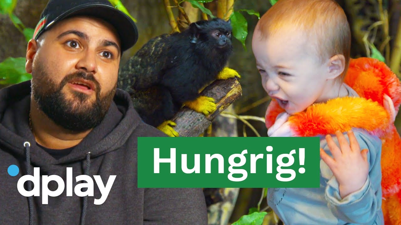 Familjen Lundell | Stort matfokus n&auml;r Danjal f&ouml;ljer med p&aring; zoo | discovery+ Sverige