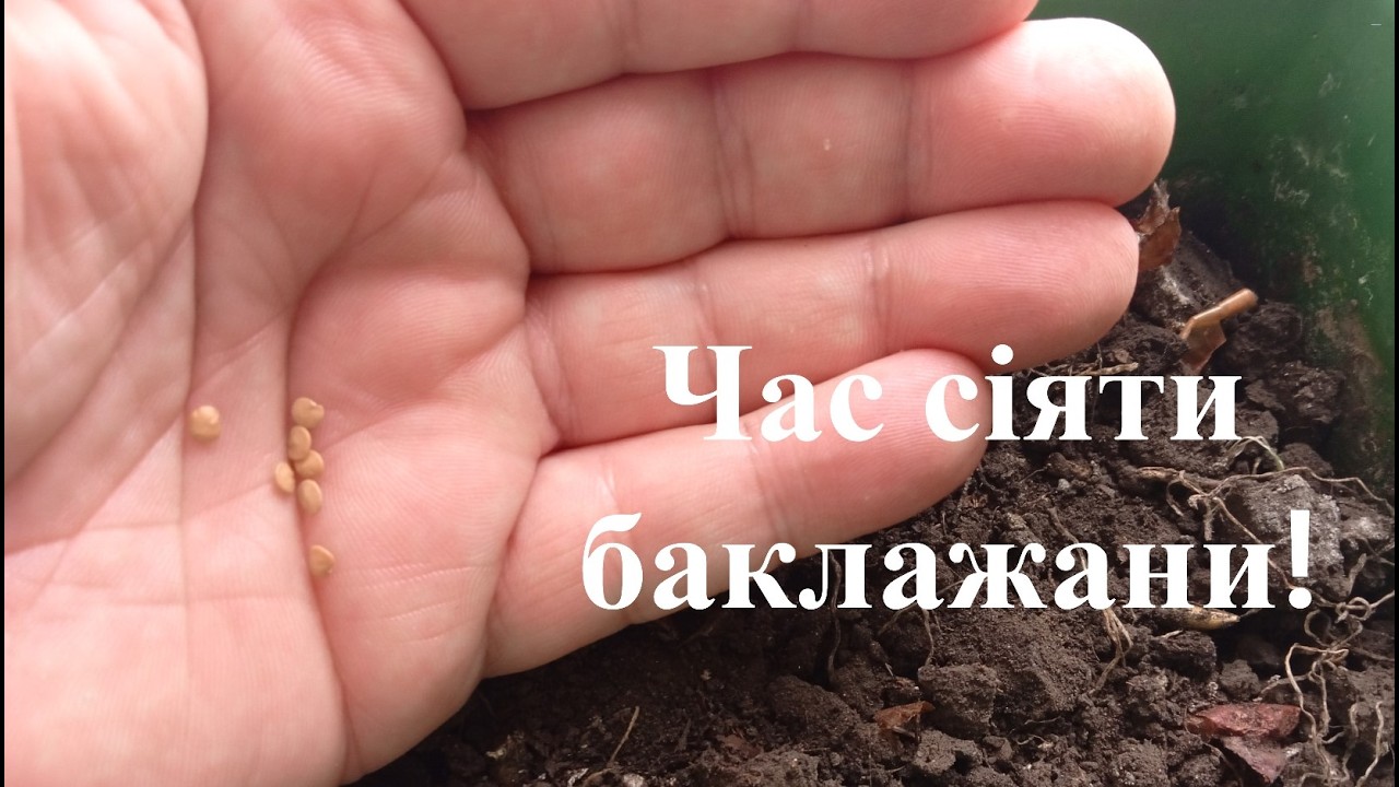 Лучшие дни для посева баклажанов в 2026 году.