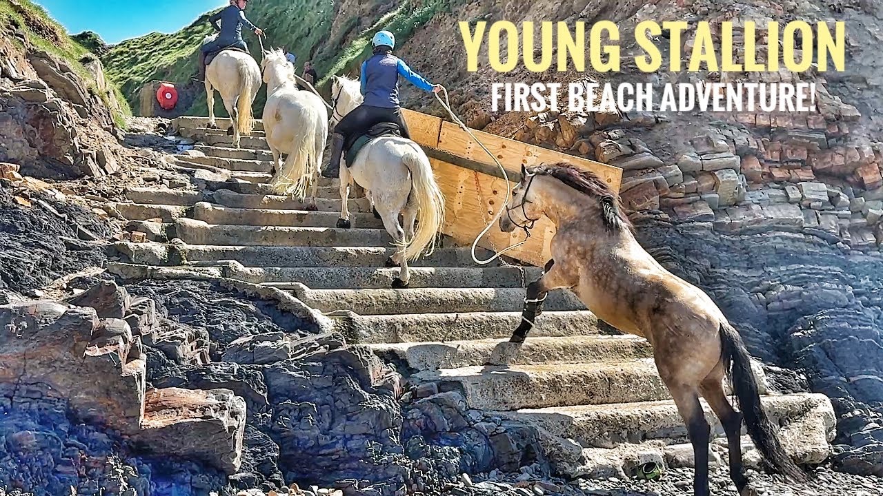 Young Stallion Noah’s First Beach Adventure!