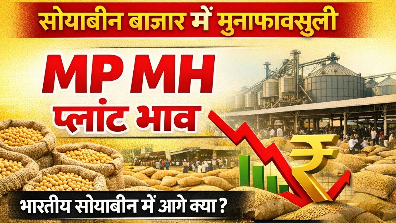 सोयाबीन बाजार में मुनाफावसूली | MP MH Soybean Plant Rate Today | आगे क्या होगा भाव?