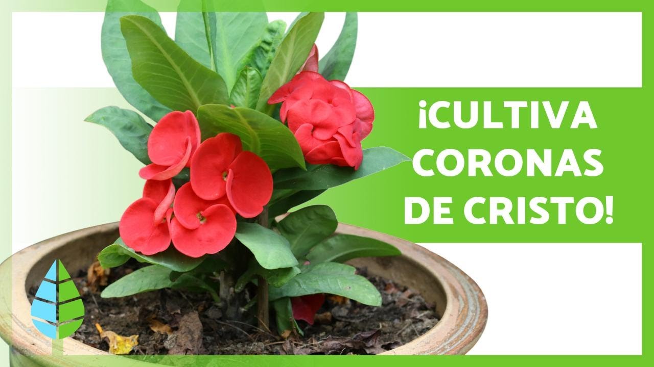 CUIDADOS de la CORONA de CRISTO 🌸 ¡Riego, Poda, Reproducción y más!