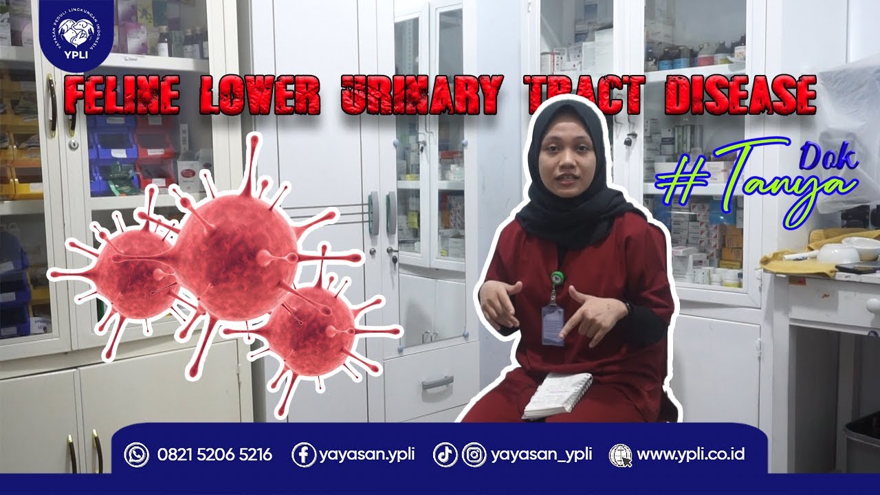 FELINE LOWER URINARY TRACT DISEASE (FLUTD) KIAN MENAKUTKAN