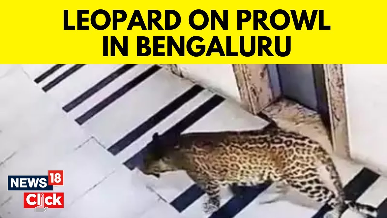 Leopard Spotted In Electronic City Of Bengaluru | Karnataka News | English News | Leopard | N18V