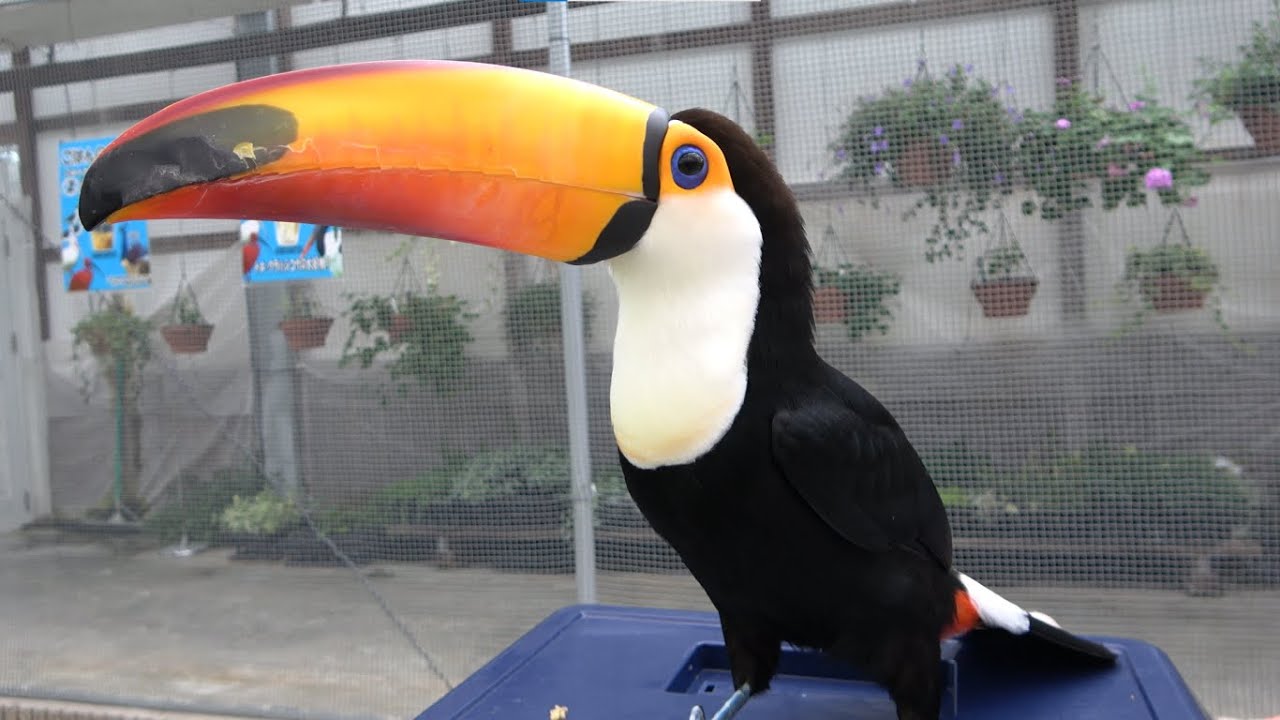 【4K】A Toco Toucan waiting for his meal / ご飯を狙うオニオオハシ　掛川花鳥園