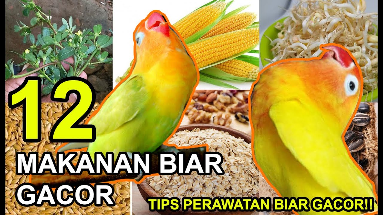 12 Makanan BURUNG LOVEBIRD Biar Gacor dan Tips Perawatan TERBARU 2022