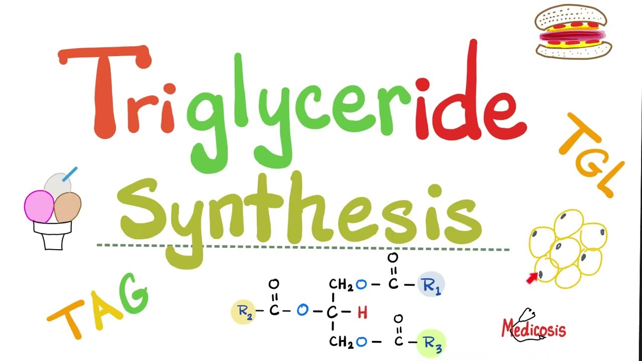 Triglycerides Synthesis - Lipogenesis - TAG - Lipid (fat) Metabolism - Biochemistry