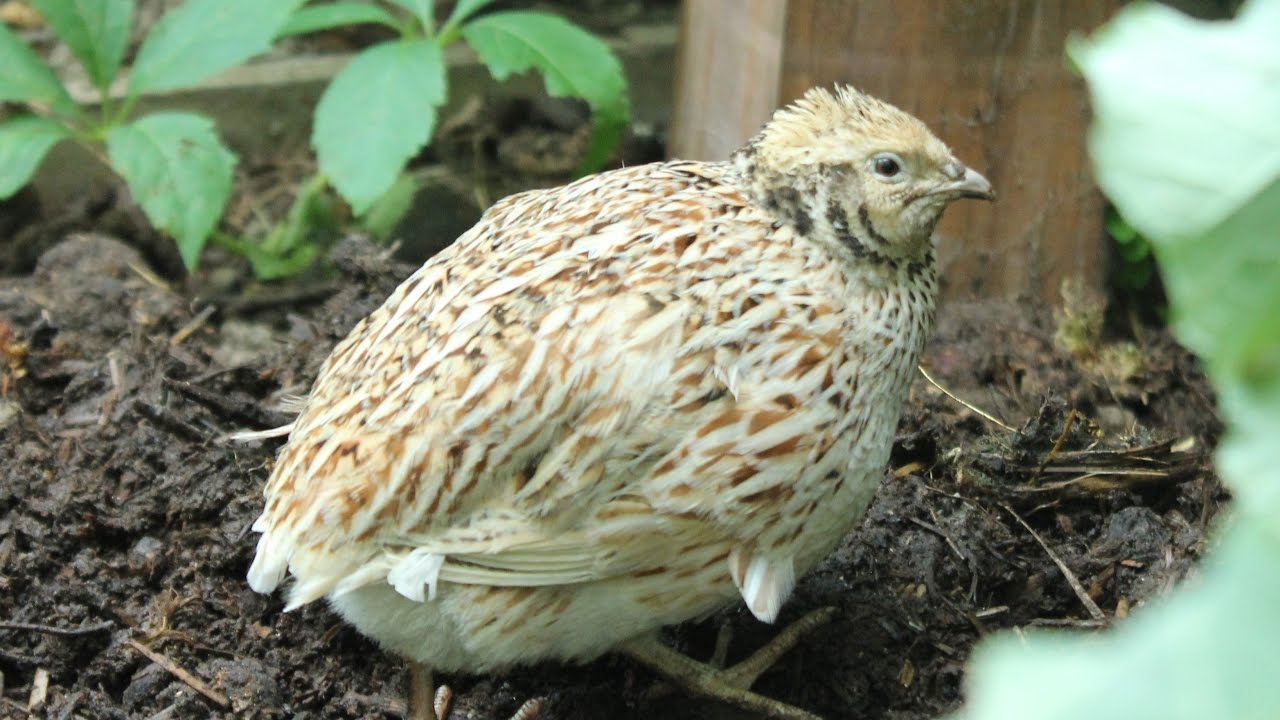 Making a safe nesting & brooding area for organic coturnix quail. Hábitat de anidación codornices