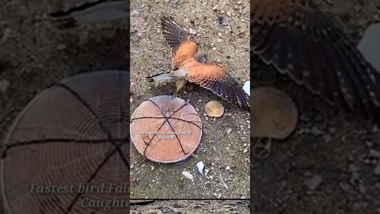 Pigeon | bird trap | catching bird | falcon trapping #shorts #youtubeshorts