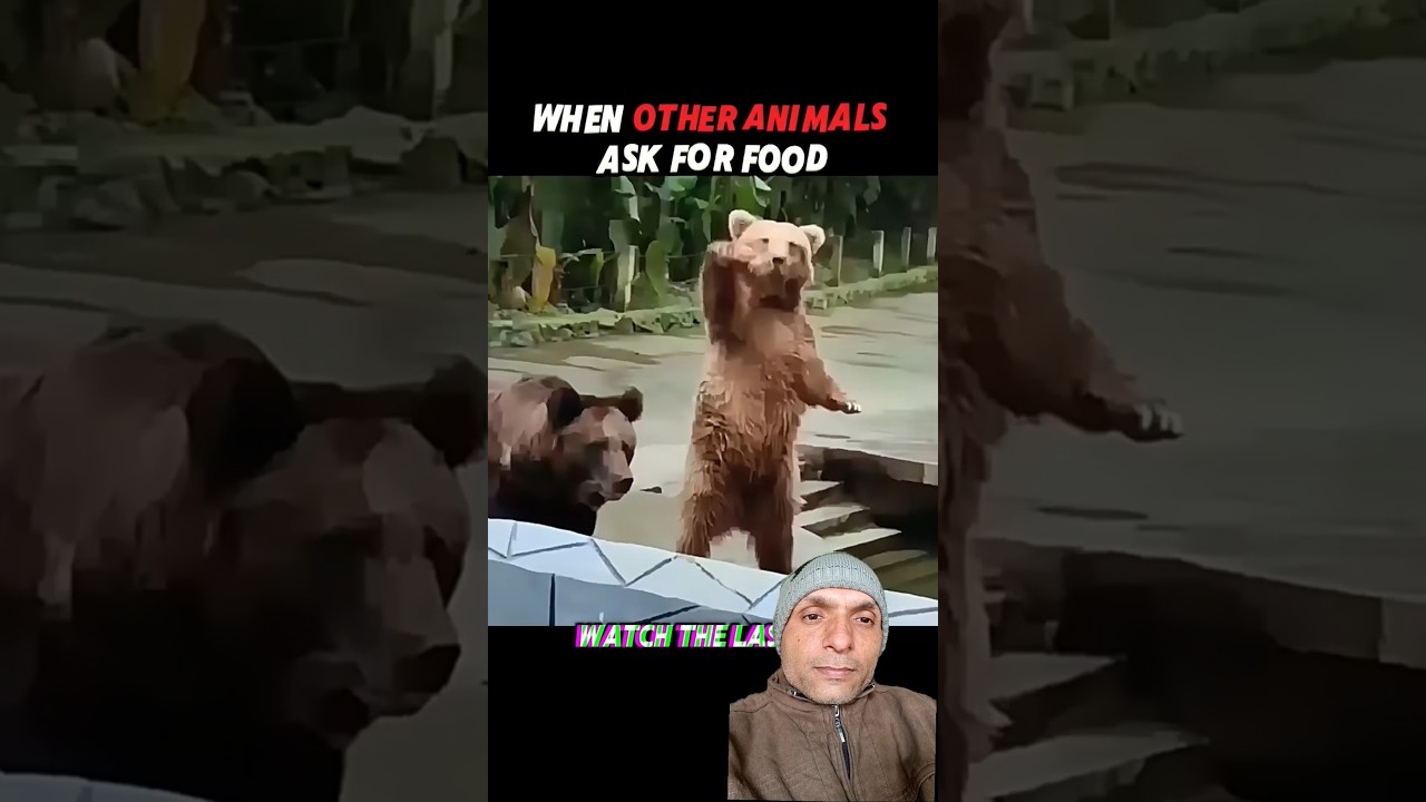Other Animals Beg for Food… But Chimpanzees Strike a Pose 😎🐒