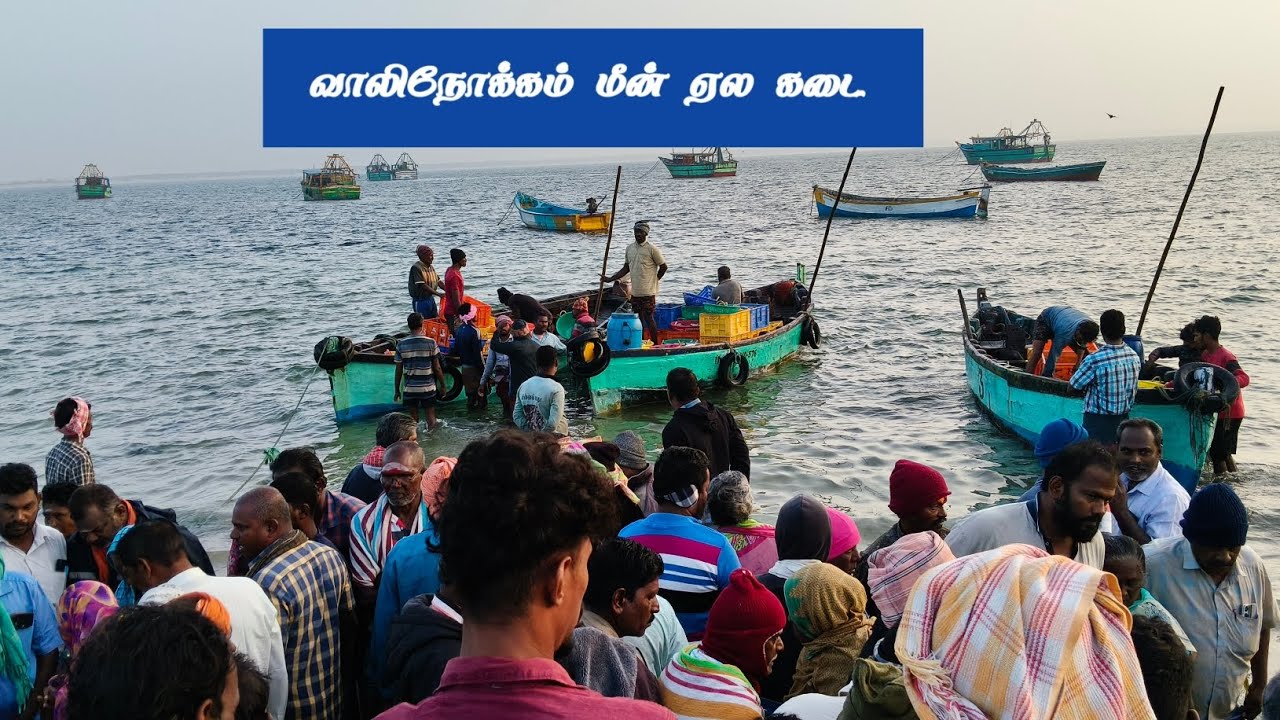 வாலிநோக்கம் மீன் ஏல கடை இதுதான்#fishing #anirudhravichandersongs #seafood #fish  