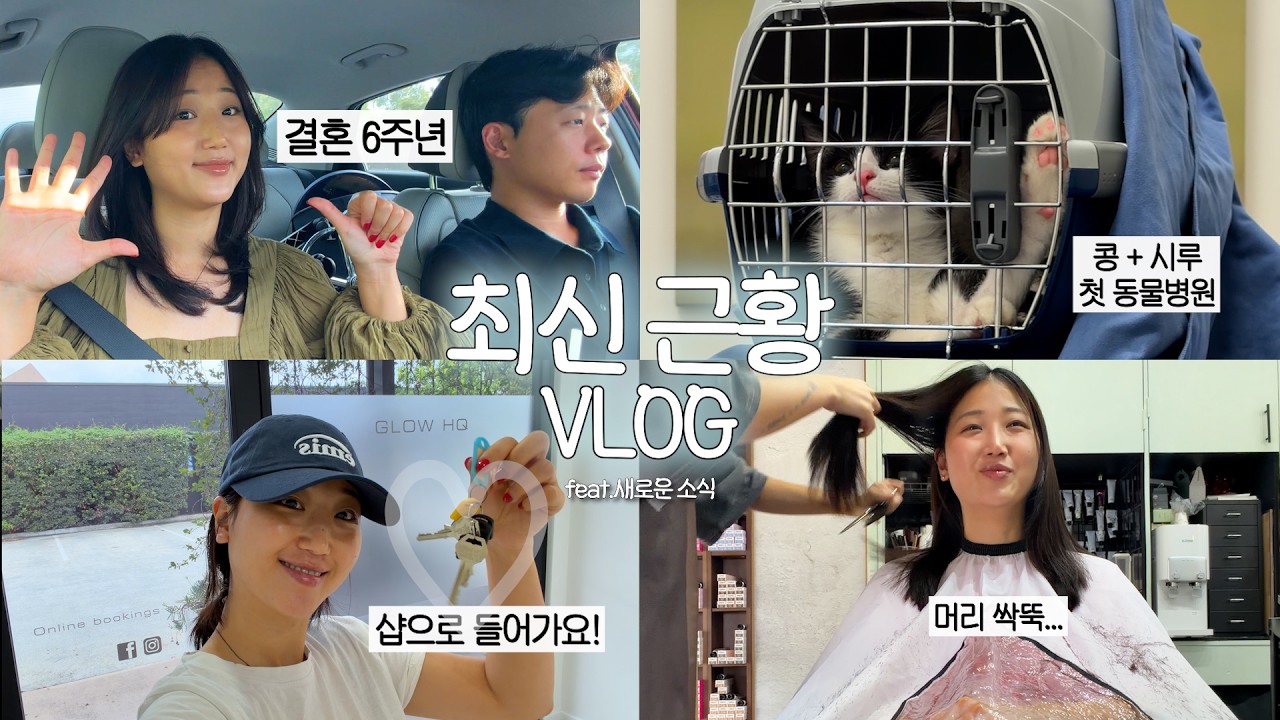 쫌쫌따리 최신근황 모음.zip🩵 냥이들 첫 함께 병원, 샵 계약했어요, 결기 6주년, 미용실 등등!