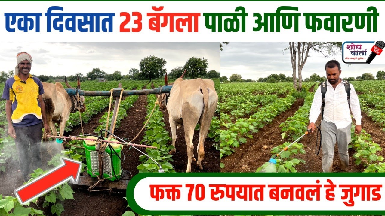 एका दिवसात 23 बॅग कापसाला पाळी आणि फवारणी करणारे जुगाड । कापूस फवारणी । kapus favarani । शोध वार्ता