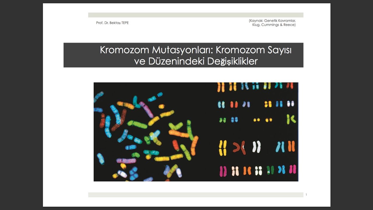 BÖLÜM 8: Kromozom Mutasyonları: Kromozom Sayısı ve Düzenindeki Değişiklikler-1 #genel biyoloji