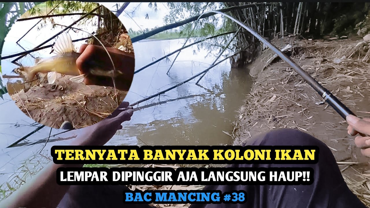 Teknik Nutul Target Baung | Disamperin Ular | BAC Mancing #37