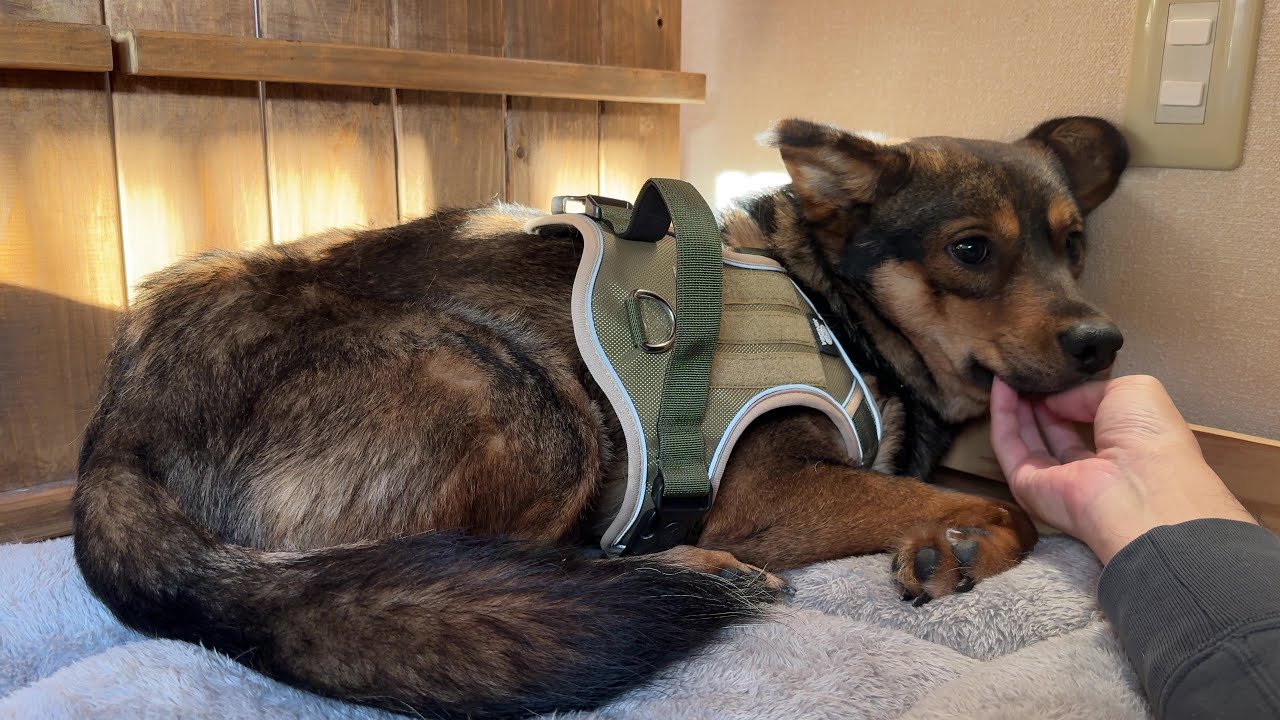 【我が家に来て３週間経過】心を閉ざした保護犬に初めて触れてみた結果、、、