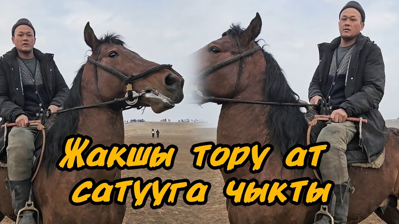 Жакшы тору ат сатууга чыкты достор