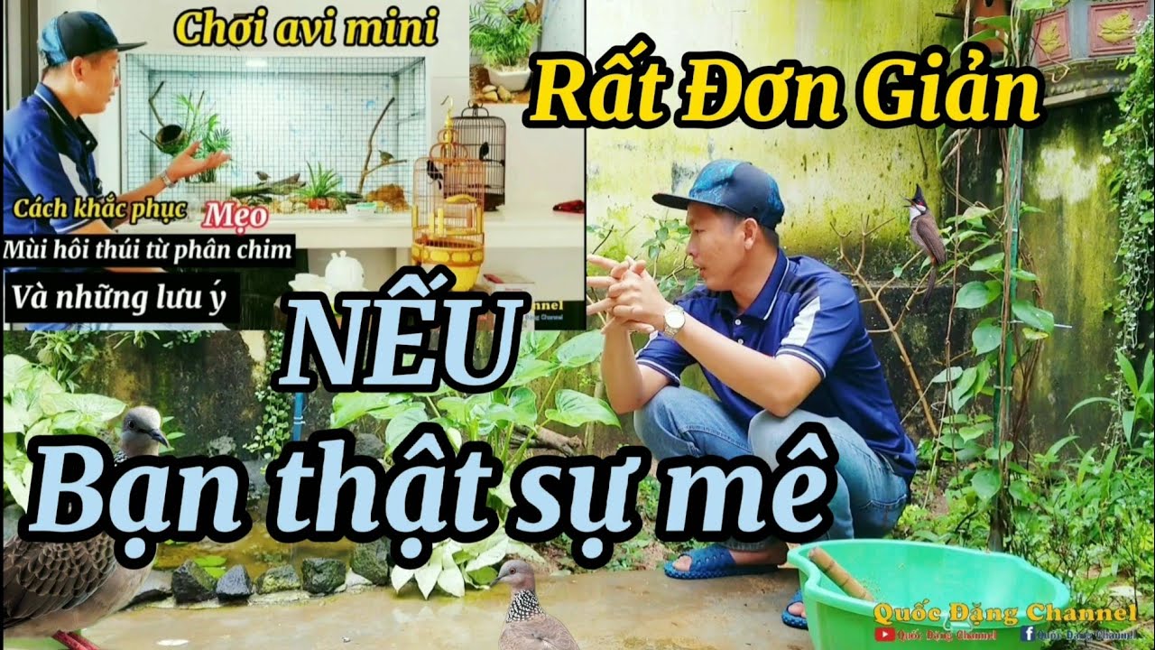 Avi mini tiểu cảnh và Avi lớn , những thắc mắt của các nghệ nhân chơi chim