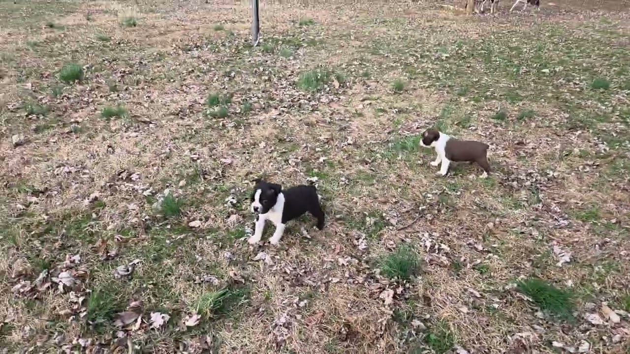 Popeye's litter 4.5 wks old