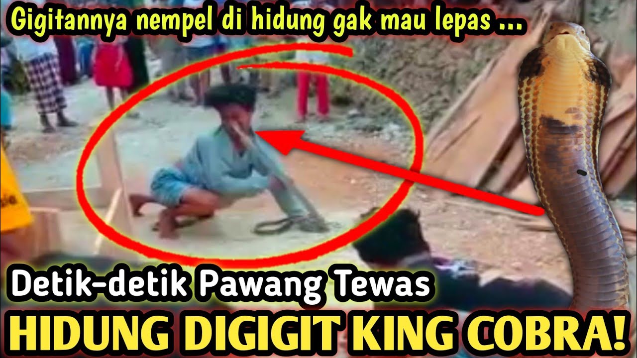 DETIK-DETIK HIDUNG DIGIGIT KING COBRA! SANG PAWANG TEWAS TAK TERSELAMATKAN! #kingcobraattack