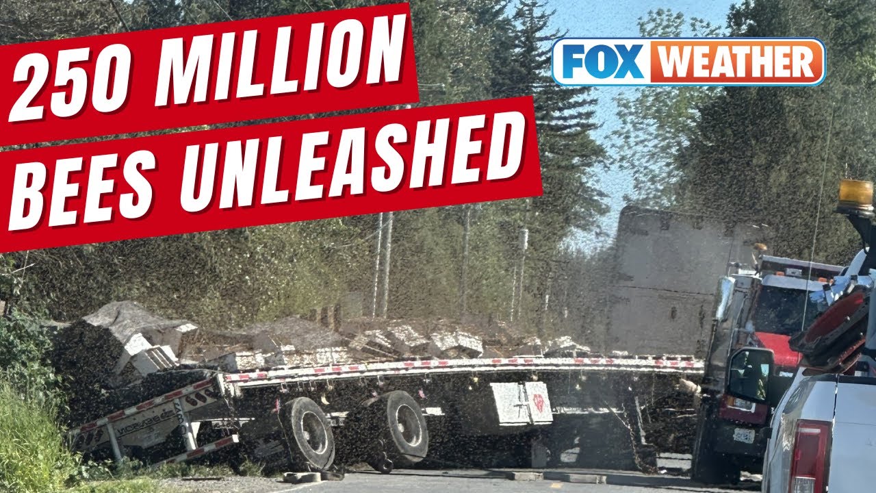 250 Million Bees Unleashed In Washington After Semi Truck Crash