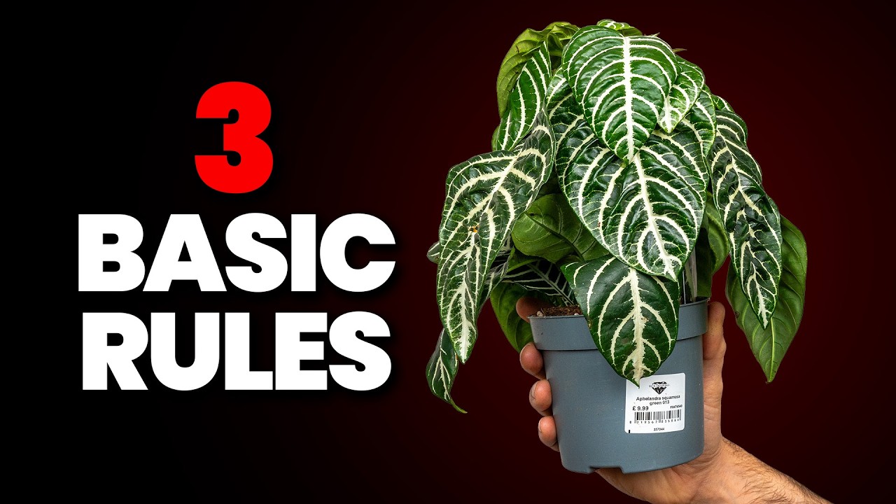 I Stopped Killing Plants As Soon As I Knew This