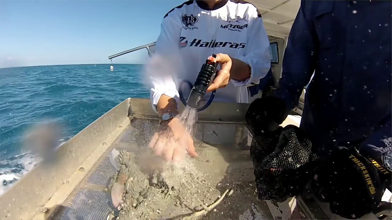 Seagrass monitoring with Dr. Michael Rasheed from JCU