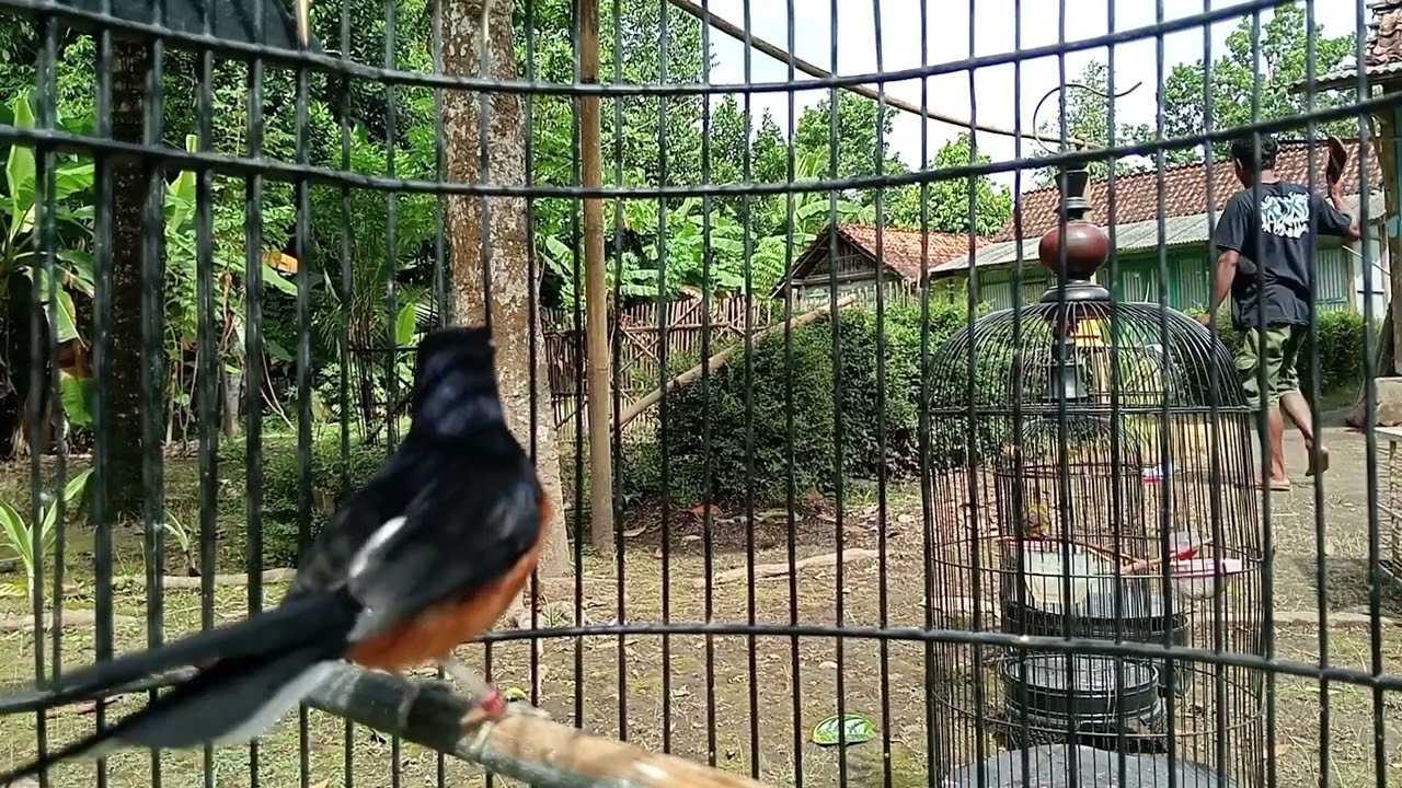 Murai mana pun pasti nyaut, sesulit apapun murai mu pasti akan nyautt😁#muraibatu 