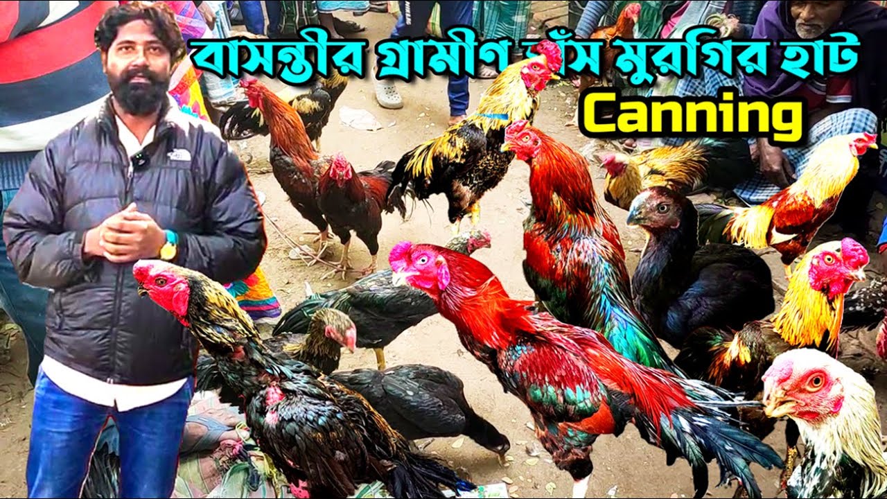 বাসন্তীর গ্রামীণ হাঁস মুরগির হাট || Canning Basanti Murgir Hat || Aseel Murga Mandi | @Haat Informer