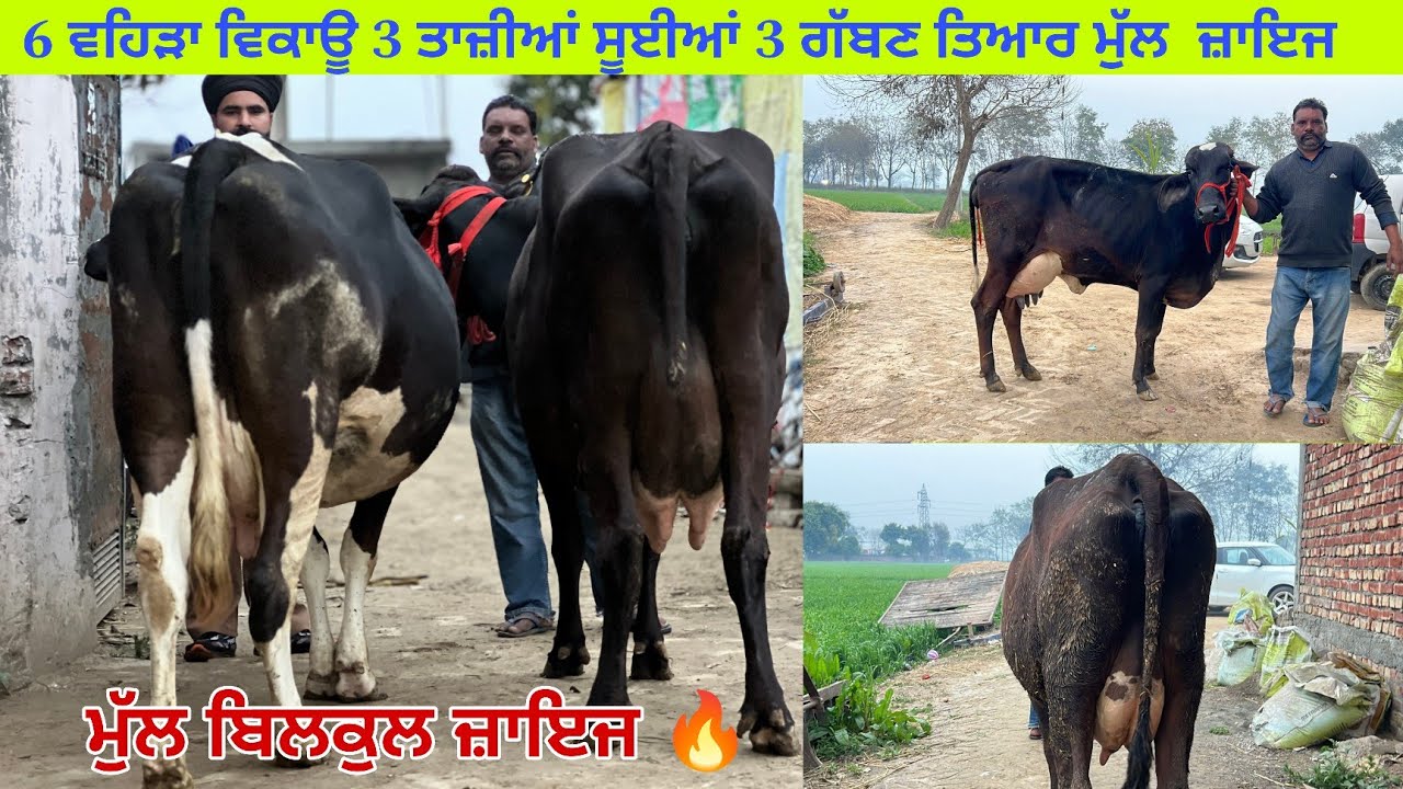ਜੁਗਰਾਜ ਵਲੀਪੁਰ ਕੋਲ 6 ਵਹਿੜਾ ਵਿਕਾਊ 3 ਤਾਜ਼ੀਆਂ ਸੂਈਆਂ 3 ਗੱਬਣ ਤਿਆਰ ਮੁੱਲ ਬਿਲਕੁਲ ਜਾਇਜ਼ ਪਿੰਡ ਵਲੀਪੁਰ (ਤਰਨਤਾਰਨ)