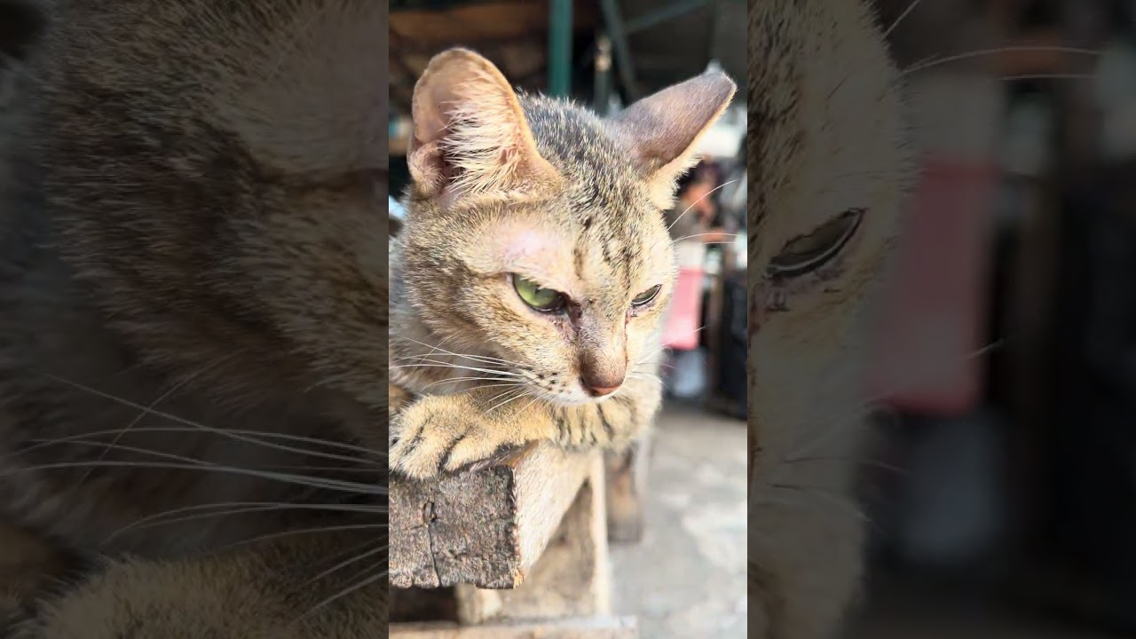 My lazy cat activities 