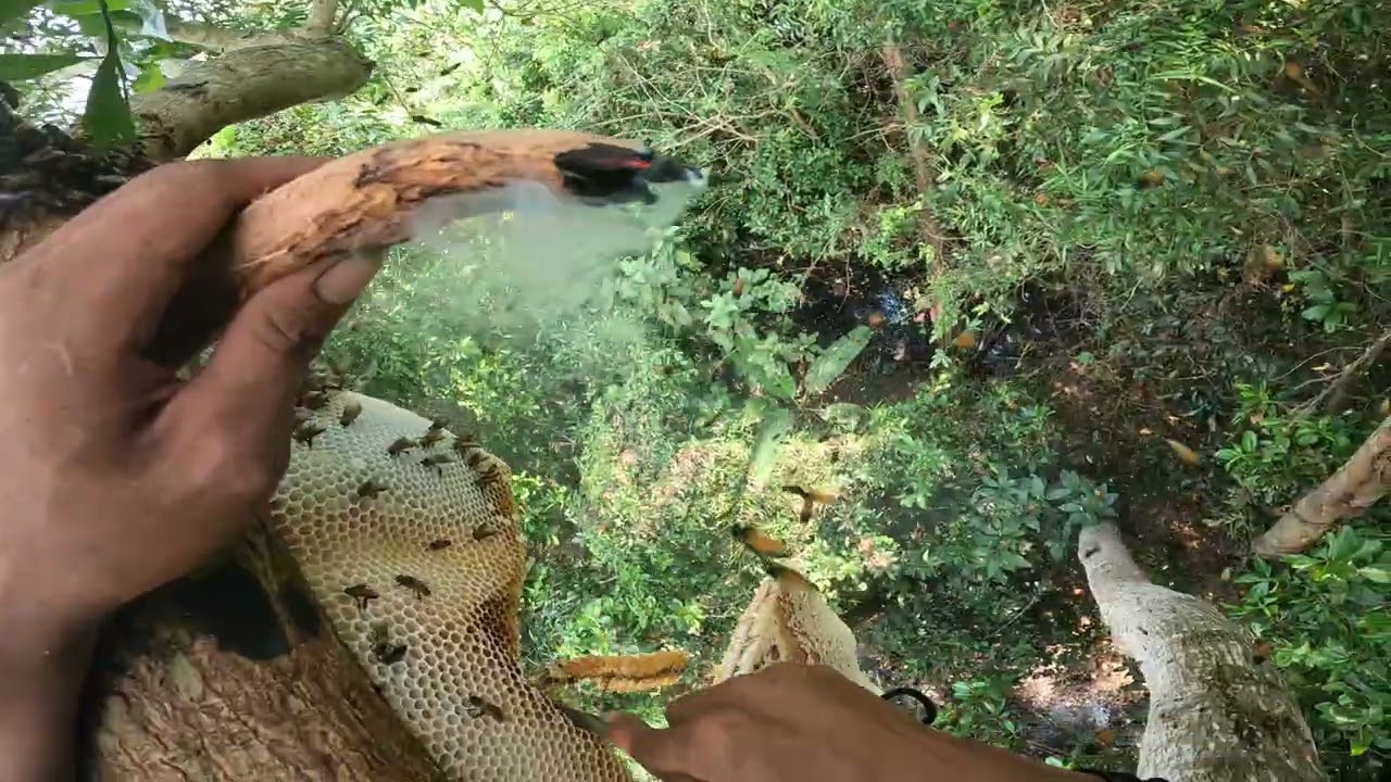 Lấy mật ông  rừng trên cây khá là cao