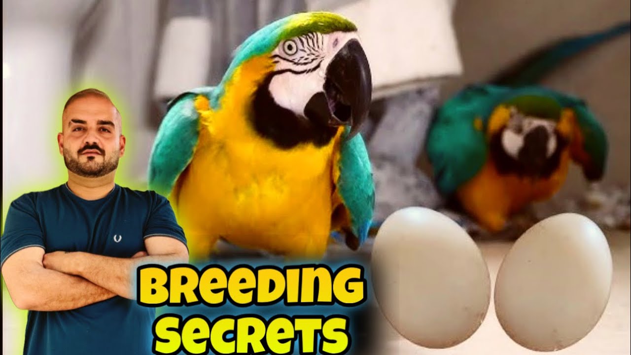 How to Become a Successful Breeder | Breeding Secrets Revealed