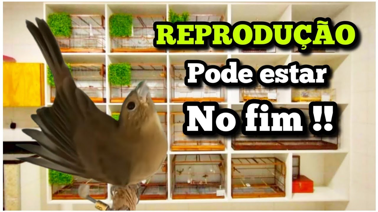 QUANDO VAI ACABAR A REPRODUÇÃO DE COLEIRO E PAPA-CAPIM 