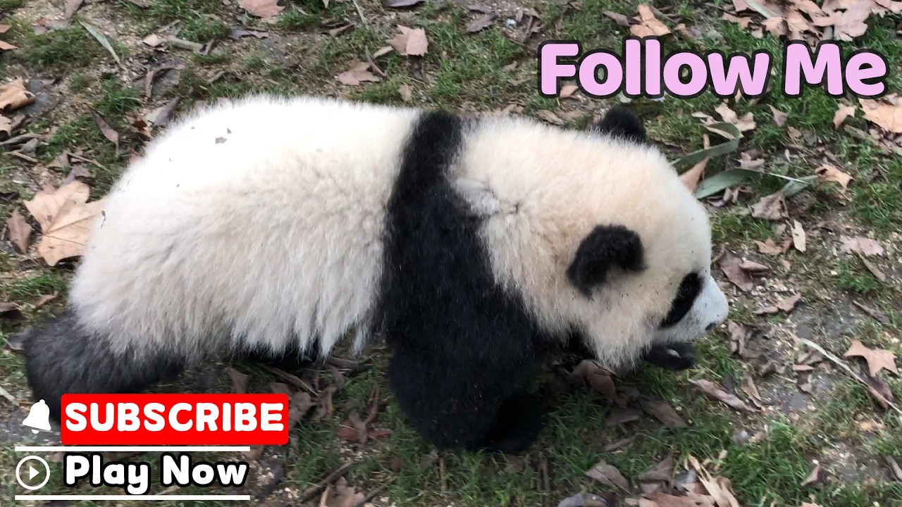 A Close-Up Immersion Into Panda Life | iPanda